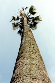 La palma Washingtonia Robusta di età stimata attorno ai 150 anni